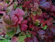 Geum 'Smokey Peach'